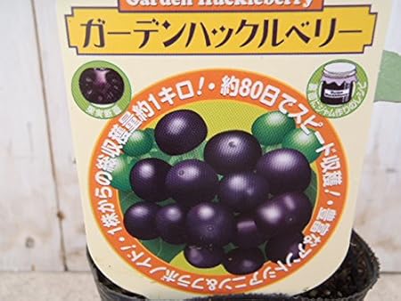 Amazon 約80日でスピード収穫 ガーデンハックルベリー ワンダーベリー ナス科 アントシアニン フラボノイド 観葉植物 オンライン通販