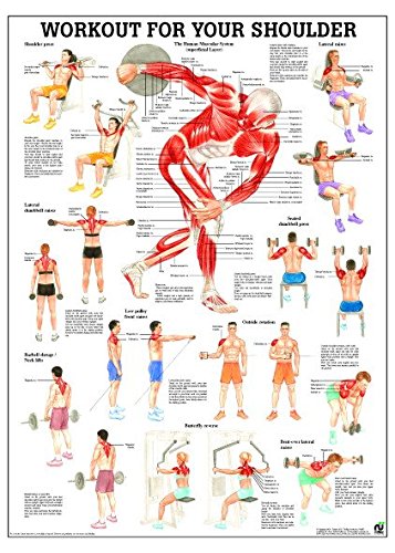 Ruediger Anatomie PO80eLAM Workout For Your Back Board 50 x 70 cm Laminated