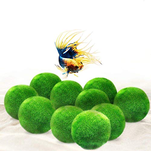 Luffy 10 Marimo Moss Balls - Jumbo Pack of Aesthetically Beautiful Plants - Create Healthy Environment for Aquatic Pets - Low Maintenance Live Plant - Shrimps & Snails Love Them