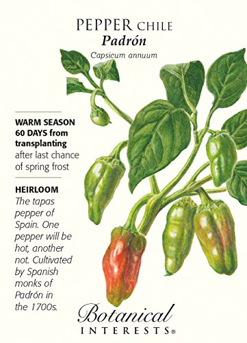Padron Chile Pepper - 25 Seeds - Heirloom Padron Chile Pepper - 25 Seeds - Heirloom