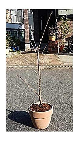 すべての花の画像 ベスト50 染井吉野 鉢植え