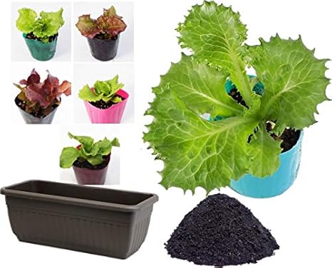 Amazon リーフレタス 苗 とプランター栽培セット 野菜