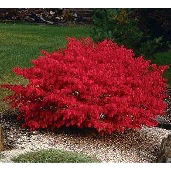 Image result for burning bush shrub