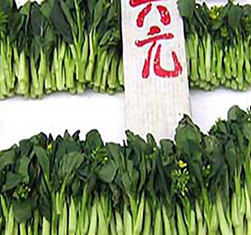 1 oz (13,400+ Seeds) Choy Sum Brassica Vegetable Seed Seeds Tsoi Sim Choy Sim ~ Excellent Flavor