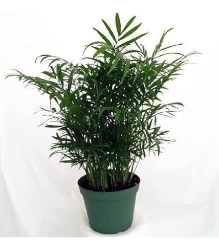 gold philodendron Philodendron Golden Melinonii main image 0