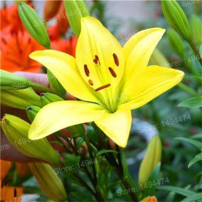 Amazon Co Jp 種子混合色ユリ植物安い香水ユリplantas異なる種を混合花苗植物家庭100の苗木 青 ホーム キッチン