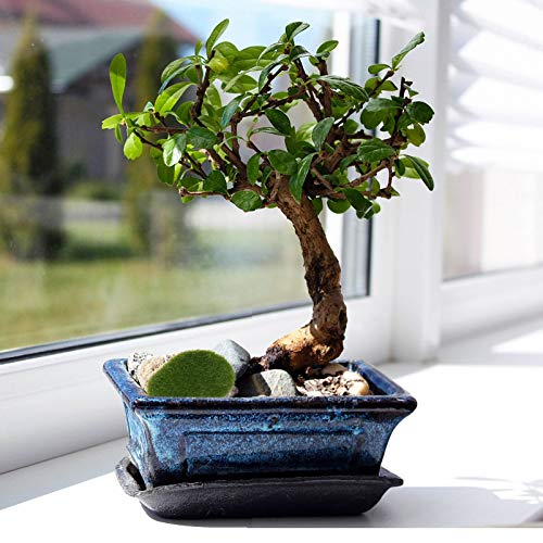 Cabilock 20 Stücke Künstliche Moossteine Mooskugel Moosbälle Terrarium Pflanzen Aquarium Steine Für Blumentopf Miniatur… – Bild 4