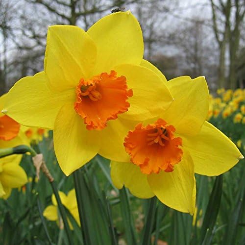 Mini Daffodil Jetfire ,Bulbs, Dazzler in any bulb garden- 10 Bulbs (10 Bulbs)