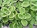 Puerto Rican Oregano - Plectranthus amboinicus - 3" Pot
