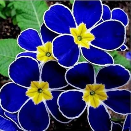 Amazoncom European Evening Blue Primrose Seeds F100 - 