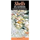 Shells Of Florida Gulf Of Mexico A Beachcomber S Guide To