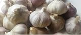Live Seeds Provence Wight Garlic 30 Cloves for Large Bulbs UK view 3
