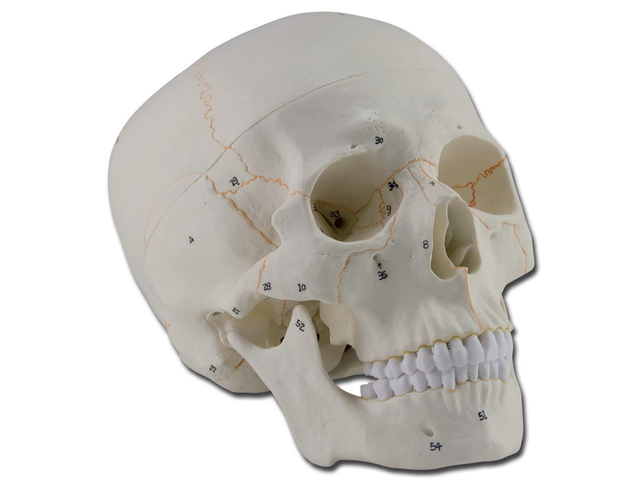 Gima - Anatomical Model of Human Skull, Numbered, Highly Detailed, Modular 3 Parts, Magnification 1 X