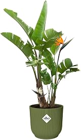 elho Vibes Fold Round 47 Large Flower Pot 100% Recycled Plastic Ø47 x H43.6 cm view 3