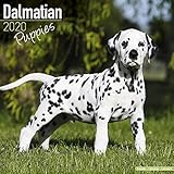 Dalmatian Puppies Calendar - Dog Breed Calendars - 2019 - 2020 Wall Calendars - 16 Month by Avonside by 