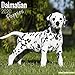 Dalmatian Puppies Calendar - Dog Breed Calendars - 2019 - 2020 Wall Calendars - 16 Month by Avonside by 