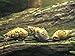5 LARGE (1 - 3 inches long) Thiara Winteri Snails (Prambanan snails) by Aquatic Arts