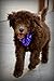 Pomchies POM-ID Luggage Tags: Pom Pom Keychain, BackPack Tags, Luggage Identifiers + Hair Bows - Lavender Fields (2-Pack)