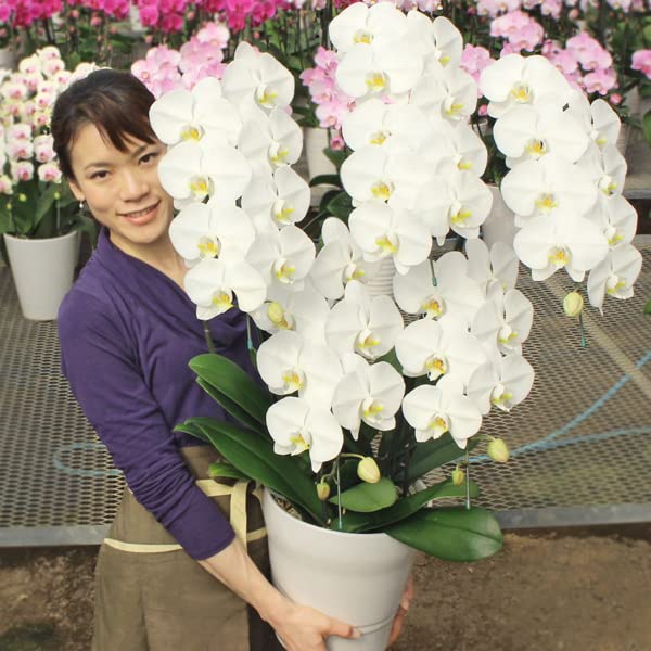 ふじみ野ラン園 大輪胡蝶蘭5本立ち 価格帯ボリュームで選べる 蕾含む白40輪以上 就任祝い 移転祝い 開業祝い 開店祝い 上場祝い お誕生日 当選祝い 長寿のお祝いお供えに (白40輪以上)商品画像