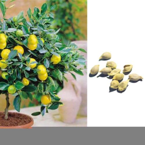 10Pcs Lemon Tree Heirloom Rare Fruit Seeds Bulbs for Garden Indoor Outdoor Home