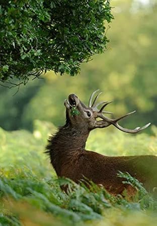 Featured image of post Deer Eating Grass Drawing For Kids
