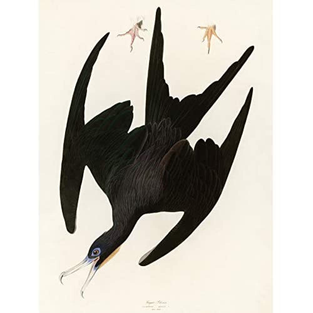 Artery8 Audubon Birds Frigate Pelican Painting Art Print Canvas Premium Wall Decor Poster Mural