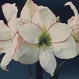 Picotee Amaryllis - 1 bulb