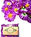 (100) Silk Violet Gerbera Daisy Flower Heads , Gerber Daisies - 1.75