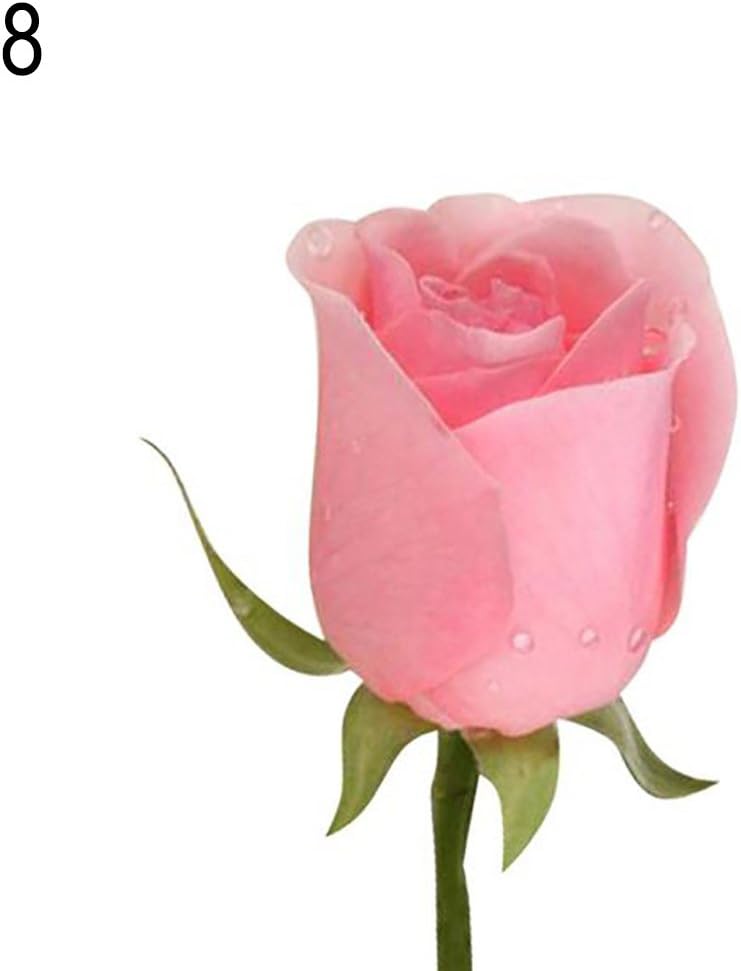 20Pcs Rare Multi-Color Rose Flower Seeds for DIY Home Garden Plant Decoration - 8# Rose SeedsFresh Seeds Planting Collection Garden Balcony Terrace