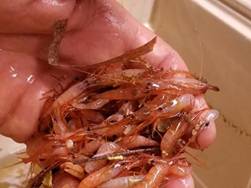 LIVE 20 Peppermint Shrimp clean up crew aptasia eaters