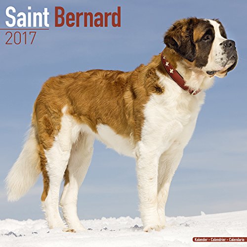 St. Bernard Calendar 2017 - Saint Bernard - 2016 - 2017 Wall calendars - 16 Month by Avonside
