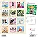 Rats 2020 12 x 12 Inch Monthly Square Wall Calendar, Domestic Animals Mouse