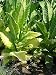 Golden Burley Tobacco Seeds ~100 seeds
