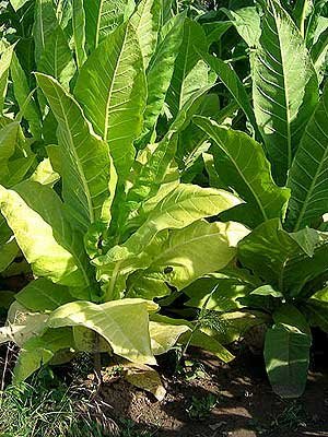 Golden Burley Tobacco Seeds ~100 seeds Golden Burley Tobacco Seeds ~100 seeds