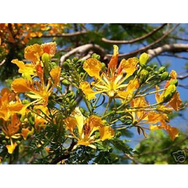 Amazon.com : DELONIX REGIA YELLOW FLAMBOYAN ROYAL POINCIANA RARE BONSAI TREE SEED 10 SEEDS : Garden & Outdoor Amazon.com : DELONIX REGIA YELLOW FLAMBOYAN ROYAL POINCIANA RARE BONSAI TREE SEED 10 SEEDS : Garden & Outdoor