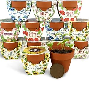 Amazon.com: Buzzy Seeds Terra Cotta Minis 12-Pack - for Weddings