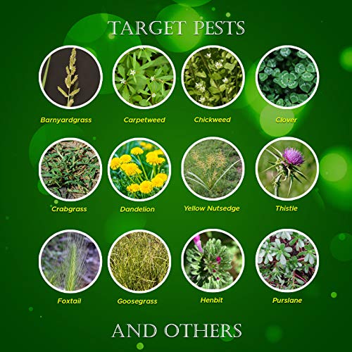 Centaurus AZ Tenacity Herbicide- Pre and Post-Emergence Herbicide- Weed Killer for Lawns and Turf Grasses, Ideal for Carpetweed, Chickweed, Clover, Crabgrass, Thistle, and Others- 8oz Gloves - Thumbnail 2