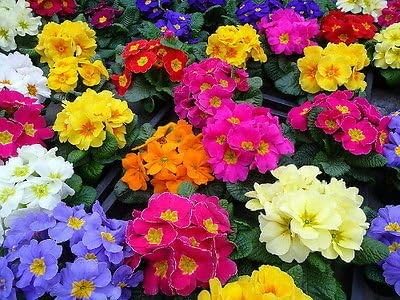 ENGLISH PRIMROSE Select Mix Seeds 100+ (Gmo Free)+ FREE bonus seeds Gift