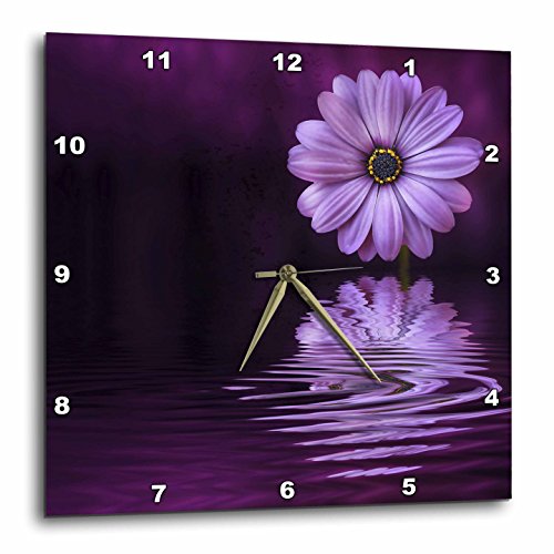 Andrea Haase Nature Photography - Purple daisy