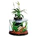 Elive AquaDuo 3 Gallon Betta Aquarium Fish Tank Kit, LED Lighting, Aquaponic and Power Filter, Cartridges and Hydrocorn Included