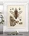 Bee Diagram - Perfect Educational Poster for Homeschool or Classroom Decor, Vintage Bee Farm Wall Arts, Great Gift for Beekeepers, 11x14 Unframed Art Print Poster