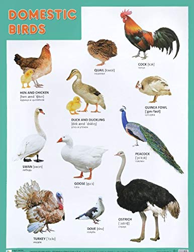 Plakat. Domestic Birds (Domashnie 