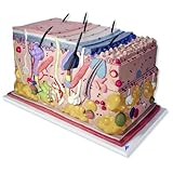 3B Scientific J13 Skin Block Model, 70 Times Full-Size, 17.3