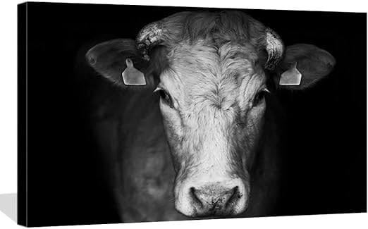 Amazon Com Levvarts Cattle Picture Canvas Print Black And White