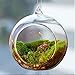 Set of 18pcs 3.15 inches Hanging Tealight Candle Holder Glass Globes DIY Plants Terrarium Wedding Home Decorations…