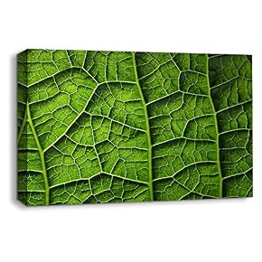 Leaf Veins Pictures Home Wall for Bedroom Living...
