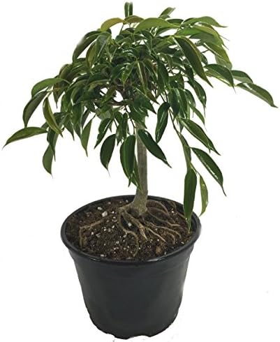 Stylized Oriental Weeping Fig Tree - Ficus - Bonsai or House Plant - 6" Pot