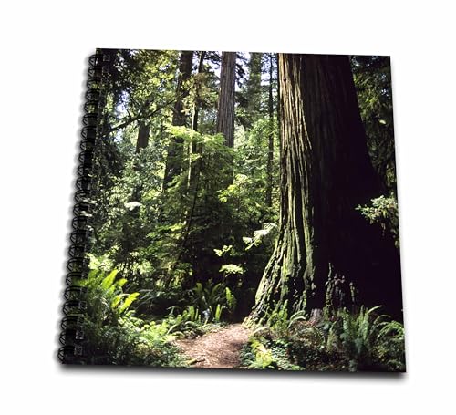 3dRose db_88337_2 Redwood Forest in Northern California - US05 DFR0200 - David…