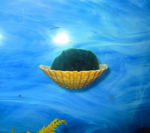 1 Marimo Moss, Marimo Ball Holder, Aquarium, Fish bowl decor, Betta fish rest, Aquarium decoration, aquarium planter, aquarium plants planter