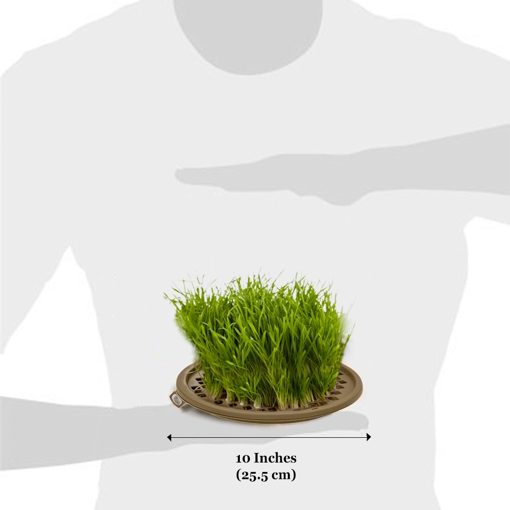 Cat Wheat Grass Planter -- Fresh Food for your pet - Stimulates Cat’s Senses - Touch, Taste & Smell - Stable Design - Includes Organic Seeds, Soil & Vermiculite